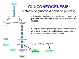 GLUCONEOGENESIS:
síntesis de glucosa a partir de piruvato.
• Los precursores gluconeogénicos se convierten a
piruvato, o bien entran en la ruta por conversión a
oxalacetato o dihidroxiacetona fosfato
• Cualquier metabolito que pueda ser convertido a
piruvato u oxalacetato puede ser un precursor de
glucosa
 