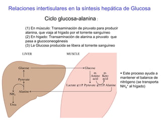 Relaciones intertisulares en la síntesis hepática de Glucosa
Ciclo glucosa-alanina :
(1) En músculo: Transaminación de piruvato para producir
alanina, que viaja al hígado por el torrente sanguíneo
(2) En higado: Transaminación de alanina a piruvato que
pasa a glucoconeogénesis
(3) La Glucosa producida se libera al torrente sanguineo
Este proceso ayuda a
mantener el balance de
nitrógeno (se transporta
NH4
+ al hígado)
 