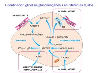 Coordinación glicolisis/gluconeogénesis en diferentes tejidos
 