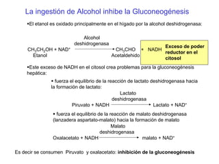 La ingestión de Alcohol inhibe la Gluconeogénesis
El etanol es oxidado principalmente en el hígado por la alcohol deshidrogenasa:
Alcohol
deshidrogenasa
CH3CH2OH + NAD+ CH3CHO + NADH
Etanol Acetaldehido
Exceso de poder
reductor en el
citosol
Este exceso de NADH en el citosol crea problemas para la gluconeogénesis
hepática:
Lactato
deshidrogenasa
Piruvato + NADH Lactato + NAD+
fuerza el equilibrio de la reacción de lactato deshidrogenasa hacia
la formación de lactato:
Malato
deshidrogenasa
Oxalacetato + NADH malato + NAD+
fuerza el equilibrio de la reacción de malato deshidrogenasa
(lanzadera aspartato-malato) hacia la formación de malato
Es decir se consumen Piruvato y oxalacetato: inhibición de la gluconeogénesis
 