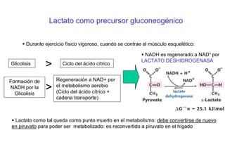 Lactato como precursor gluconeogénico
Durante ejercicio físico vigoroso, cuando se contrae el músculo esquelético:
NADH es regenerado a NAD+ por
LACTATO DESHIDROGENASA
>Glicolisis Ciclo del ácido cítrico
Regeneración a NAD+ por
el metabolismo aerobio
(Ciclo del ácido cítrico +
cadena transporte)
Formación de
NADH por la
Glicolisis
>
Lactato como tal queda como punto muerto en el metabolismo: debe convertirse de nuevo
en piruvato para poder ser metabolizado: es reconvertido a piruvato en el hígado
 