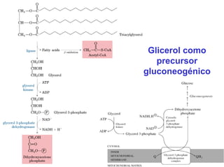Glicerol como
precursor
gluconeogénico
 
