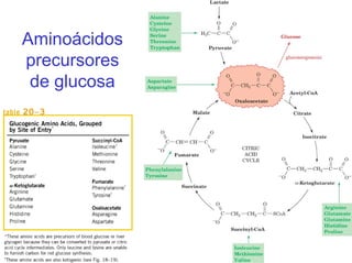 Aminoácidos
precursores
de glucosa
 
