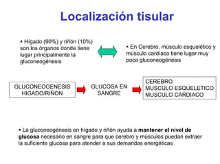 Localización tisular
Hígado (90%) y riñón (10%)
son los órganos donde tiene
lugar principalmente la
gluconeogénesis
En Cerebro, músculo esquelético y
músculo cardíaco tiene lugar muy
poca gluconeogénesis
CEREBRO
MUSCULO ESQUELETICO
MUSCULO CARDIACO
GLUCOSA EN
SANGRE
GLUCONEOGENESIS
HIGADO/RIÑON
La gluconeogénesis en hígado y riñón ayuda a mantener el nivel de
glucosa necesario en sangre para que cerebro y músculos puedan extraer
la suficiente glucosa para atender a sus demandas energéticas
 
