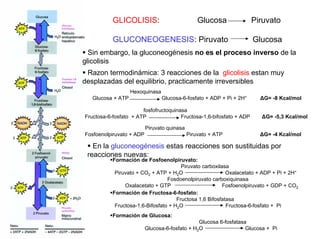 GLICOLISIS: Glucosa Piruvato
GLUCONEOGENESIS: Piruvato Glucosa
Sin embargo, la gluconeogénesis no es el proceso inverso de la
glicolisis
Razon termodinámica: 3 reacciones de la glicolisis estan muy
desplazadas del equilibrio, practicamente irreversibles
Hexoquinasa
Glucosa + ATP Glucosa-6-fosfato + ADP + Pi + 2H+
∆G= -8 Kcal/mol
fosfofructoquinasa
Fructosa-6-fosfato + ATP Fructosa-1,6-bifosfato + ADP ∆G= -5,3 Kcal/mol
Piruvato quinasa
Fosfoenolpiruvato + ADP Piruvato + ATP ∆G= -4 Kcal/mol
En la gluconeogénesis estas reacciones son sustituidas por
reacciones nuevas:
Formación de Fosfoenolpiruvato:
Piruvato carboxilasa
Piruvato + CO2 + ATP + H2O Oxalacetato + ADP + Pi + 2H+
Fosdoenolpiruvato carboxiquinasa
Oxalacetato + GTP Fosfoenolpiruvato + GDP + CO2
Formación de Fructosa-6-fosfato:
Fructosa 1,6 Bifosfatasa
Fructosa-1,6-Bifosfato + H2O Fructosa-6-fosfato + Pi
Formación de Glucosa:
Glucosa 6-fosfatasa
Glucosa-6-fosfato + H2O Glucosa + Pi
 