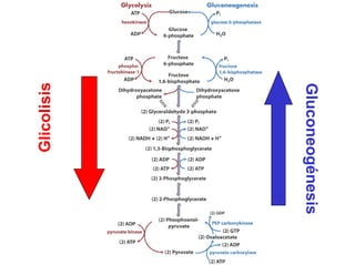 Glicolisis
Gluconeogénesis
 