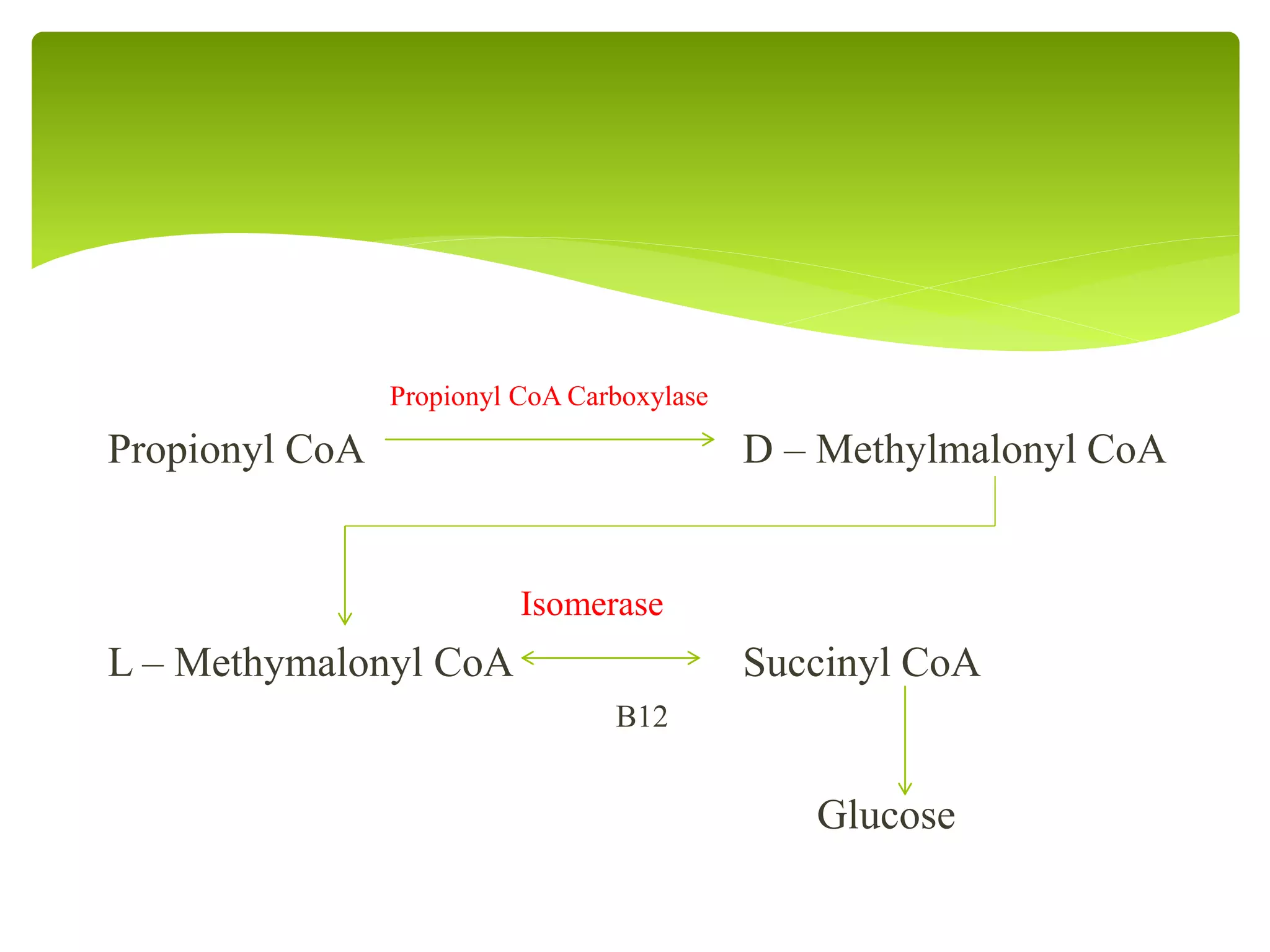 Gluconeogenesis | PPT