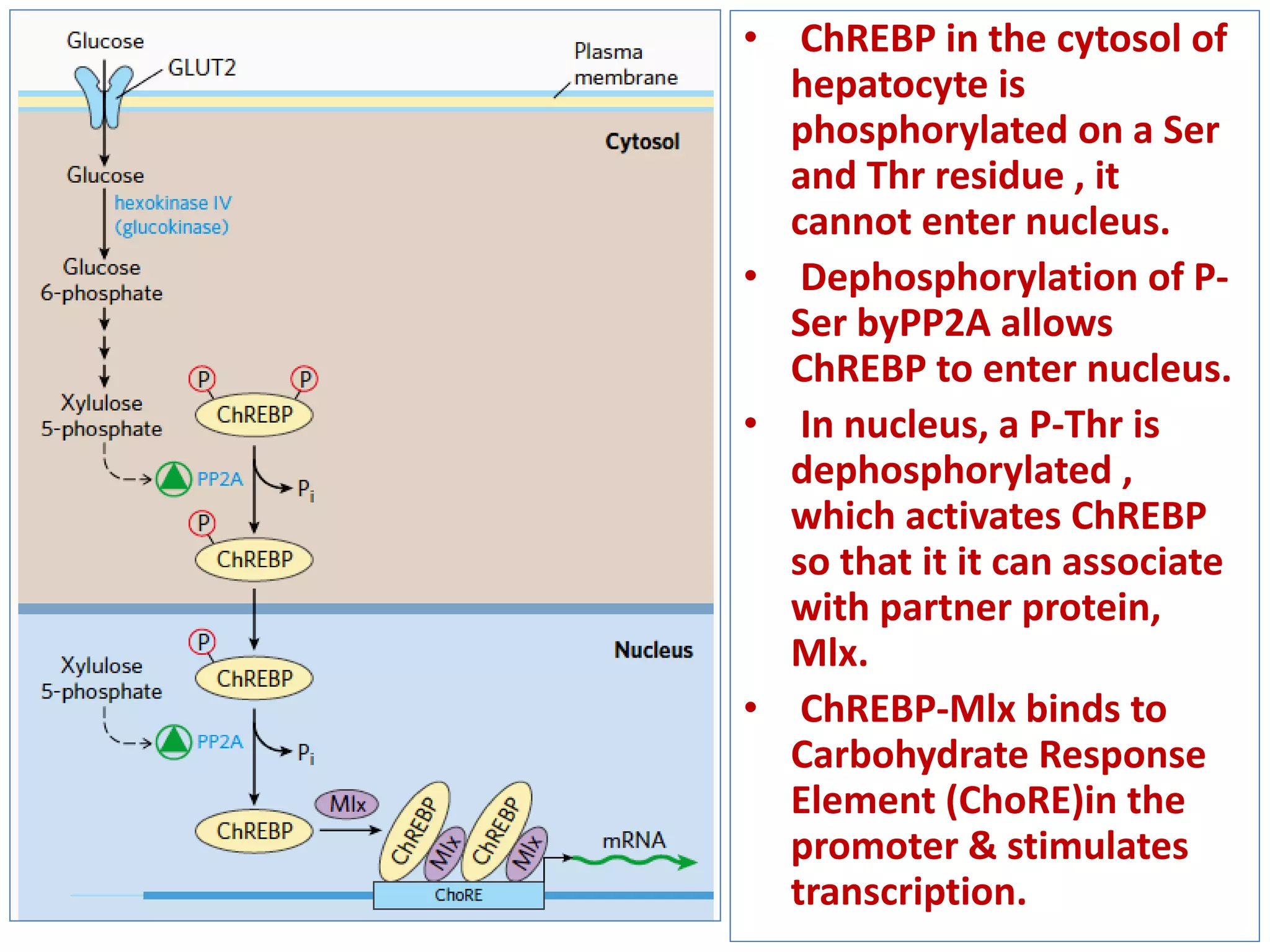 • ChREBP in the cytosol of
hepatocyte is
phosphorylated on a Ser
and Thr residue , it
cannot enter nucleus.
• Dephosphorylation of P-
Ser byPP2A allows
ChREBP to enter nucleus.
• In nucleus, a P-Thr is
dephosphorylated ,
which activates ChREBP
so that it it can associate
with partner protein,
Mlx.
• ChREBP-Mlx binds to
Carbohydrate Response
Element (ChoRE)in the
promoter & stimulates
transcription.
 