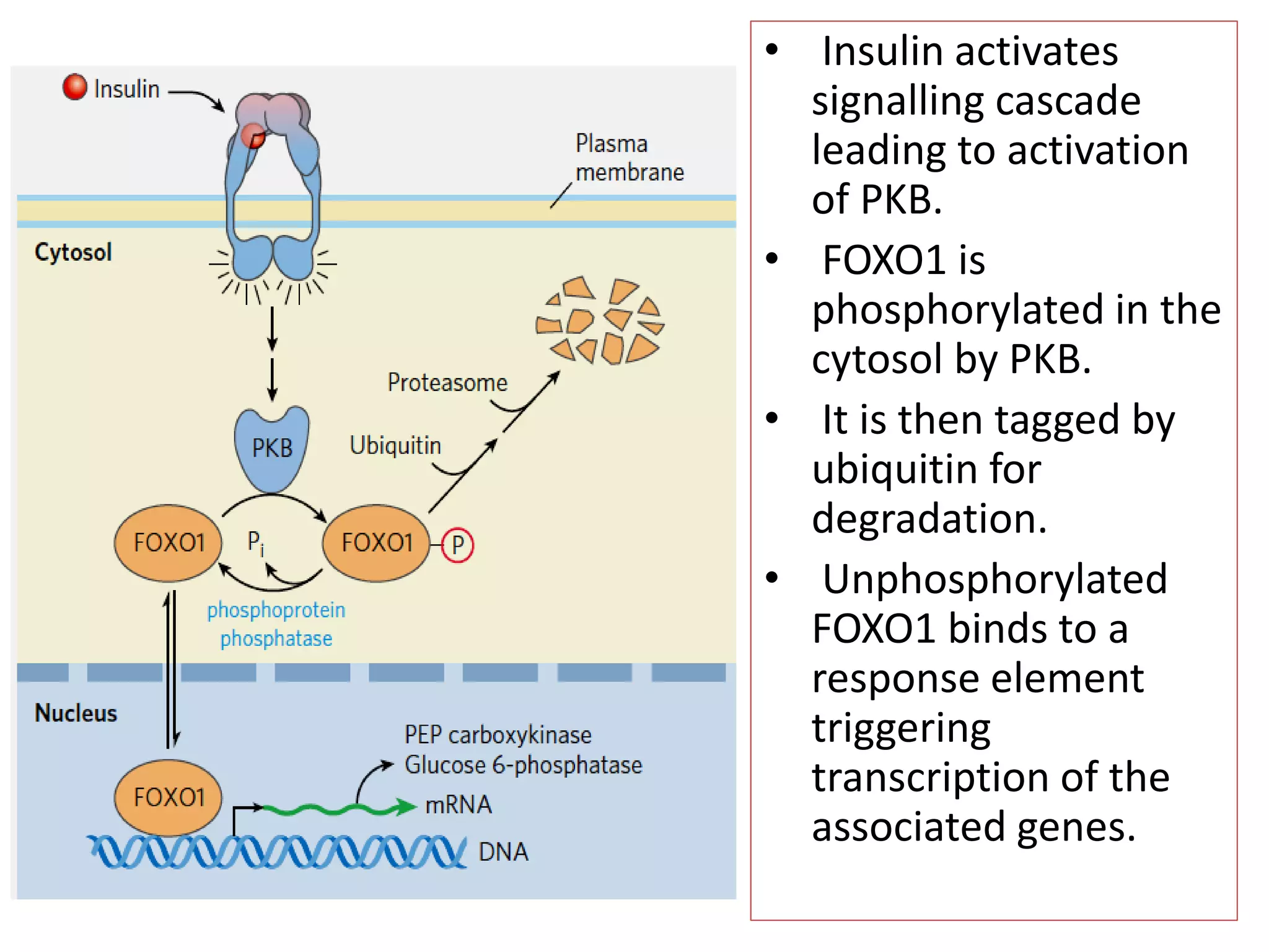 • Insulin activates
signalling cascade
leading to activation
of PKB.
• FOXO1 is
phosphorylated in the
cytosol by PKB.
• It is then tagged by
ubiquitin for
degradation.
• Unphosphorylated
FOXO1 binds to a
response element
triggering
transcription of the
associated genes.
 
