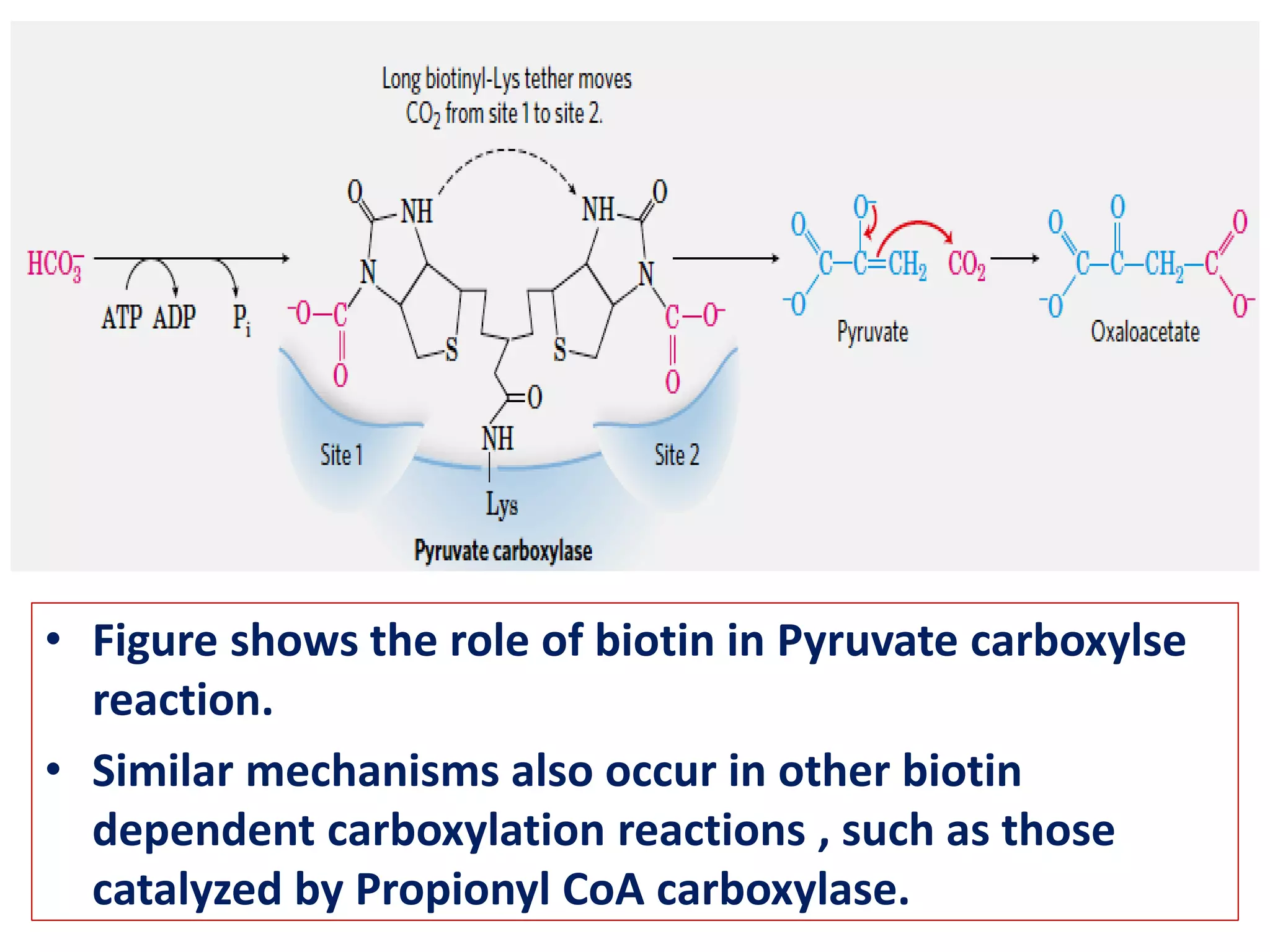 • Figure shows the role of biotin in Pyruvate carboxylse
reaction.
• Similar mechanisms also occur in other biotin
dependent carboxylation reactions , such as those
catalyzed by Propionyl CoA carboxylase.
 