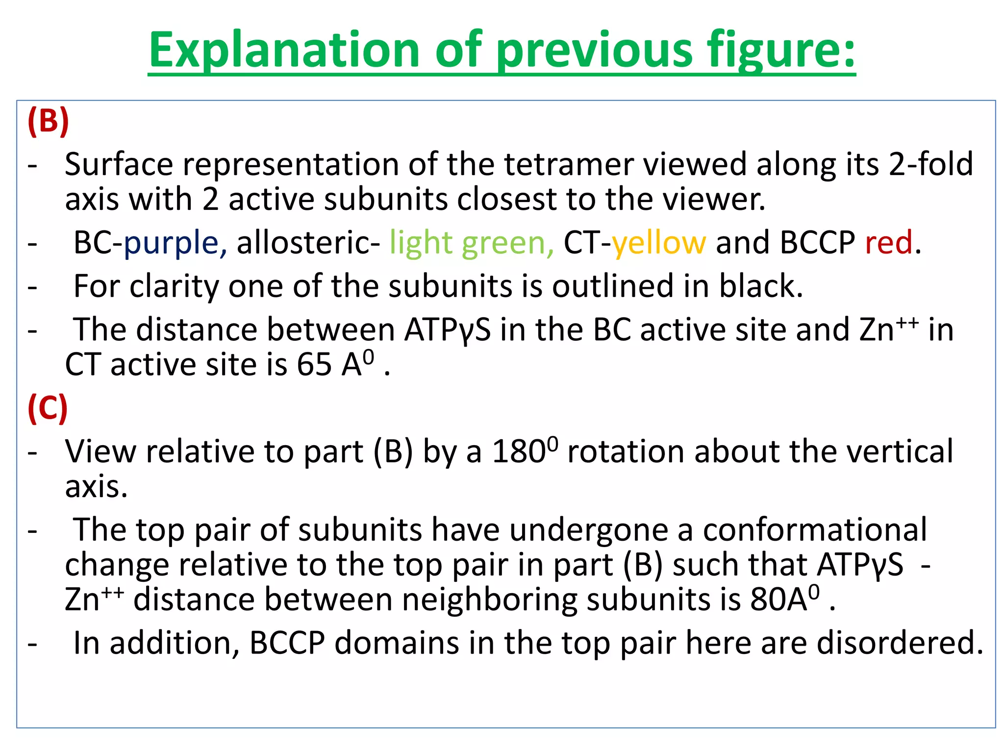 Explanation of previous figure:
(B)
- Surface representation of the tetramer viewed along its 2-fold
axis with 2 active subunits closest to the viewer.
- BC-purple, allosteric- light green, CT-yellow and BCCP red.
- For clarity one of the subunits is outlined in black.
- The distance between ATPγS in the BC active site and Zn++ in
CT active site is 65 A0 .
(C)
- View relative to part (B) by a 1800 rotation about the vertical
axis.
- The top pair of subunits have undergone a conformational
change relative to the top pair in part (B) such that ATPγS -
Zn++ distance between neighboring subunits is 80A0 .
- In addition, BCCP domains in the top pair here are disordered.
 
