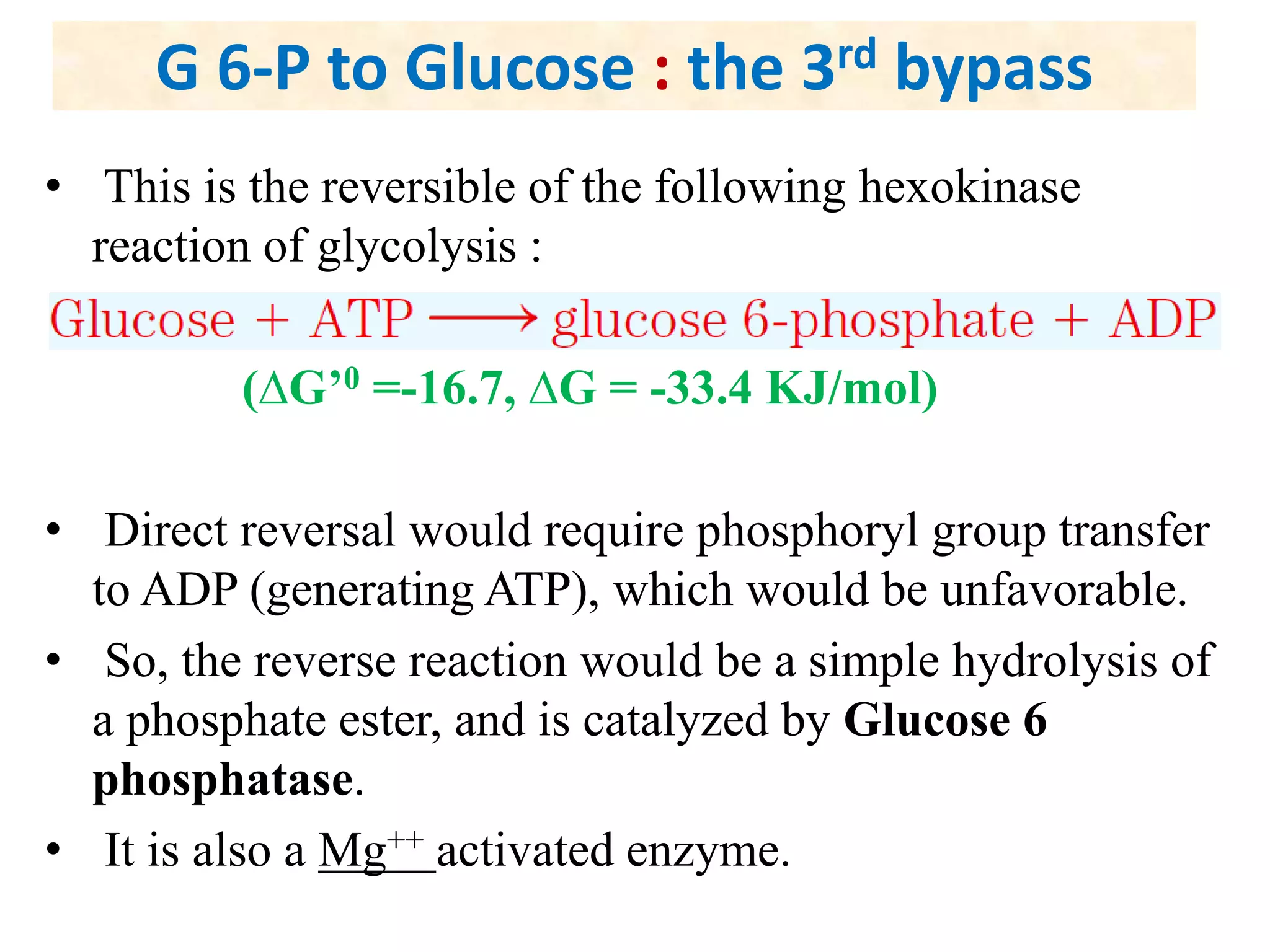 G 6-P to Glucose : the 3rd bypass
• This is the reversible of the following hexokinase
reaction of glycolysis :
(∆G’0 =-16.7, ∆G = -33.4 KJ/mol)
• Direct reversal would require phosphoryl group transfer
to ADP (generating ATP), which would be unfavorable.
• So, the reverse reaction would be a simple hydrolysis of
a phosphate ester, and is catalyzed by Glucose 6
phosphatase.
• It is also a Mg++ activated enzyme.
 