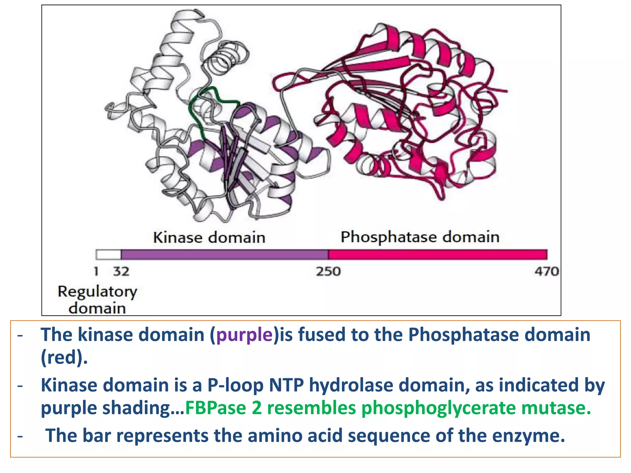 - The kinase domain (purple)is fused to the Phosphatase domain
(red).
- Kinase domain is a P-loop NTP hydrolase domain, as indicated by
purple shading…FBPase 2 resembles phosphoglycerate mutase.
- The bar represents the amino acid sequence of the enzyme.
 