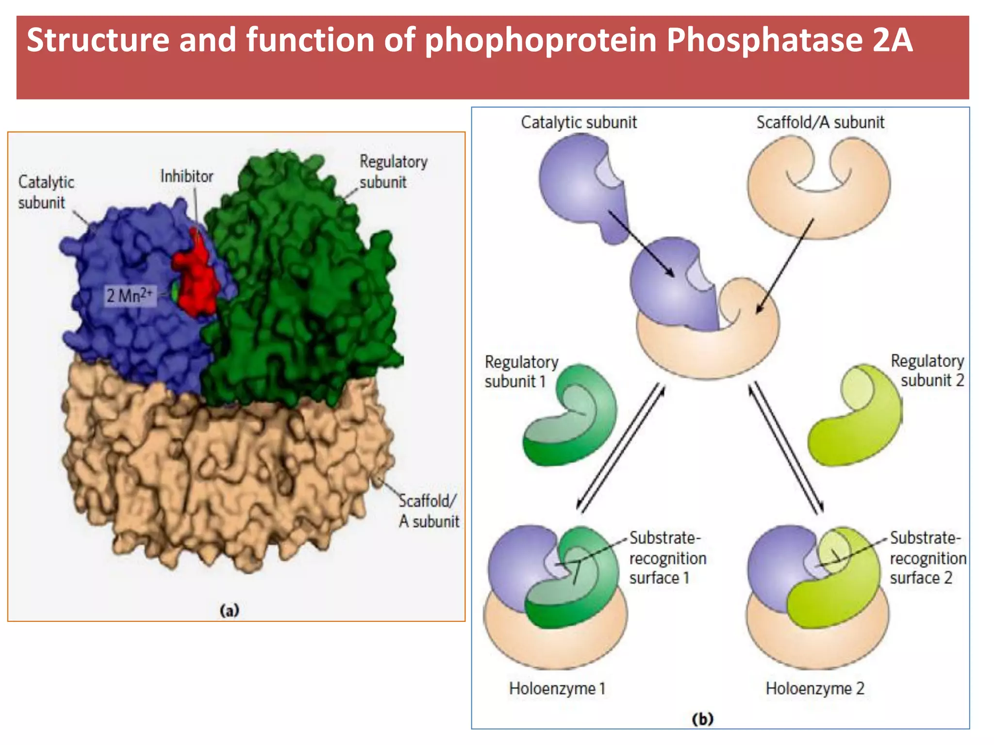 Structure and function of phophoprotein Phosphatase 2A
 