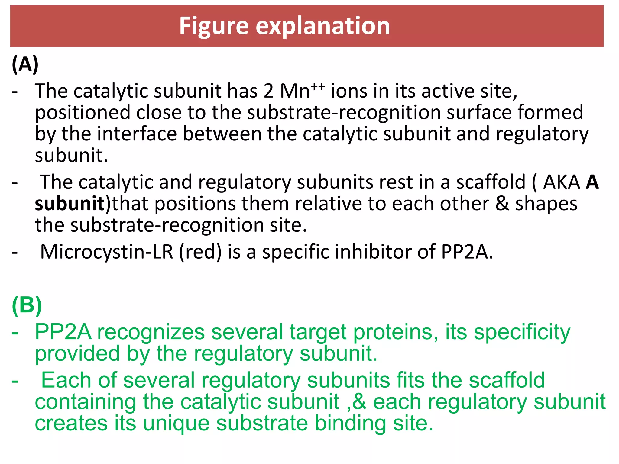 (A)
- The catalytic subunit has 2 Mn++ ions in its active site,
positioned close to the substrate-recognition surface formed
by the interface between the catalytic subunit and regulatory
subunit.
- The catalytic and regulatory subunits rest in a scaffold ( AKA A
subunit)that positions them relative to each other & shapes
the substrate-recognition site.
- Microcystin-LR (red) is a specific inhibitor of PP2A.
(B)
- PP2A recognizes several target proteins, its specificity
provided by the regulatory subunit.
- Each of several regulatory subunits fits the scaffold
containing the catalytic subunit ,& each regulatory subunit
creates its unique substrate binding site.
Figure explanation
 