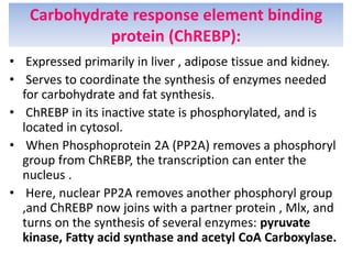 Carbohydrate response element binding
protein (ChREBP):
• Expressed primarily in liver , adipose tissue and kidney.
• Serves to coordinate the synthesis of enzymes needed
for carbohydrate and fat synthesis.
• ChREBP in its inactive state is phosphorylated, and is
located in cytosol.
• When Phosphoprotein 2A (PP2A) removes a phosphoryl
group from ChREBP, the transcription can enter the
nucleus .
• Here, nuclear PP2A removes another phosphoryl group
,and ChREBP now joins with a partner protein , Mlx, and
turns on the synthesis of several enzymes: pyruvate
kinase, Fatty acid synthase and acetyl CoA Carboxylase.
 