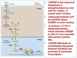 • ChREBP in the cytosol of
hepatocyte is
phosphorylated on a Ser
and Thr residue , it
cannot enter nucleus.
• Dephosphorylation of P-
Ser byPP2A allows
ChREBP to enter nucleus.
• In nucleus, a P-Thr is
dephosphorylated ,
which activates ChREBP
so that it it can associate
with partner protein,
Mlx.
• ChREBP-Mlx binds to
Carbohydrate Response
Element (ChoRE)in the
promoter & stimulates
transcription.
 