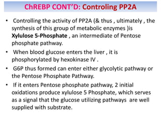 • Controlling the activity of PP2A (& thus , ultimately , the
synthesis of this group of metabolic enzymes )is
Xylulose 5-Phosphate , an intermediate of Pentose
phosphate pathway.
• When blood glucose enters the liver , it is
phosphorylated by hexokinase IV .
• G6P thus formed can enter either glycolytic pathway or
the Pentose Phosphate Pathway.
• If it enters Pentose phosphate pathway, 2 initial
oxidations produce xylulose 5 Phosphate, which serves
as a signal that the glucose utilizing pathways are well
supplied with substrate.
ChREBP CONT’D: Controling PP2A
 