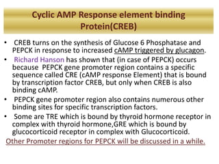 Cyclic AMP Response element binding
Protein(CREB)
• CREB turns on the synthesis of Glucose 6 Phosphatase and
PEPCK in response to increased cAMP triggered by glucagon.
• Richard Hanson has shown that (in case of PEPCK) occurs
because PEPCK gene promoter region contains a specific
sequence called CRE (cAMP response Element) that is bound
by transcription factor CREB, but only when CREB is also
binding cAMP.
• PEPCK gene promoter region also contains numerous other
binding sites for specific transcription factors.
• Some are TRE which is bound by thyroid hormone receptor in
complex with thyroid hormone,GRE which is bound by
glucocorticoid receptor in complex with Glucocorticoid.
Other Promoter regions for PEPCK will be discussed in a while.
 