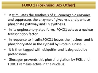 • It stimulates the synthesis of gluconeogenic enzymes
and suppresses the enzyme of glycolysis and pentose
phosphate pathway and TG synthesis.
• In its unphosphorylated form, FOXO1 acts as a nuclear
transcription factor.
• In response to insulin,FOXO1 leaves the nucleus and is
phosphorylated in the cytosol by Protein Kinase B.
• It is then tagged with ubiquitin and is degraded by
proteosome.
• Glucagon prevents this phosphorylation by PKB, and
FOXO1 remains active in the nucleus.
FOXO 1 (Forkhead Box Other)
 