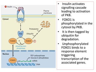 • Insulin activates
signalling cascade
leading to activation
of PKB.
• FOXO1 is
phosphorylated in the
cytosol by PKB.
• It is then tagged by
ubiquitin for
degradation.
• Unphosphorylated
FOXO1 binds to a
response element
triggering
transcription of the
associated genes.
 