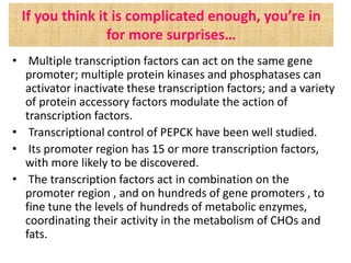 If you think it is complicated enough, you’re in
for more surprises…
• Multiple transcription factors can act on the same gene
promoter; multiple protein kinases and phosphatases can
activator inactivate these transcription factors; and a variety
of protein accessory factors modulate the action of
transcription factors.
• Transcriptional control of PEPCK have been well studied.
• Its promoter region has 15 or more transcription factors,
with more likely to be discovered.
• The transcription factors act in combination on the
promoter region , and on hundreds of gene promoters , to
fine tune the levels of hundreds of metabolic enzymes,
coordinating their activity in the metabolism of CHOs and
fats.
 
