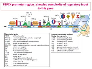 PEPCK promoter region , showing complexity of regulatory input
to this gene
 