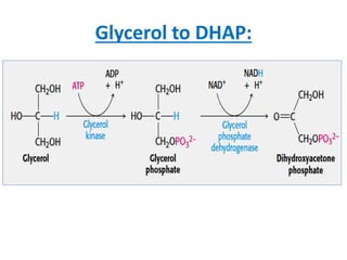 Glycerol to DHAP:
 