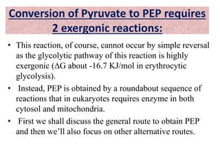 Conversion of Pyruvate to PEP requires
2 exergonic reactions:
• This reaction, of course, cannot occur by simple reversal
as the glycolytic pathway of this reaction is highly
exergonic (∆G about -16.7 KJ/mol in erythrocytic
glycolysis).
• Instead, PEP is obtained by a roundabout sequence of
reactions that in eukaryotes requires enzyme in both
cytosol and mitochondria.
• First we shall discuss the general route to obtain PEP
and then we’ll also focus on other alternative routes.
 