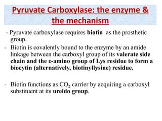 Pyruvate Carboxylase: the enzyme &
the mechanism
- Pyruvate carboxylase requires biotin as the prosthetic
group.
- Biotin is covalently bound to the enzyme by an amide
linkage between the carboxyl group of its valerate side
chain and the ε-amino group of Lys residue to form a
biocytin (alternatively, biotinyllysine) residue.
- Biotin functions as CO2 carrier by acquiring a carboxyl
substituent at its ureido group.
 