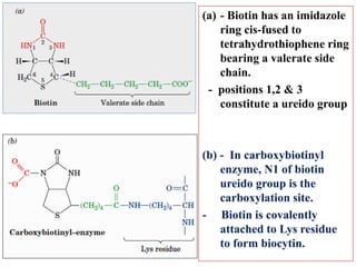 (a) - Biotin has an imidazole
ring cis-fused to
tetrahydrothiophene ring
bearing a valerate side
chain.
- positions 1,2 & 3
constitute a ureido group
(b) - In carboxybiotinyl
enzyme, N1 of biotin
ureido group is the
carboxylation site.
- Biotin is covalently
attached to Lys residue
to form biocytin.
 