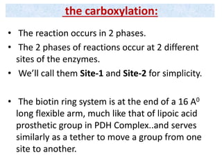 • The reaction occurs in 2 phases.
• The 2 phases of reactions occur at 2 different
sites of the enzymes.
• We’ll call them Site-1 and Site-2 for simplicity.
• The biotin ring system is at the end of a 16 A0
long flexible arm, much like that of lipoic acid
prosthetic group in PDH Complex..and serves
similarly as a tether to move a group from one
site to another.
the carboxylation:
 