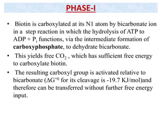 • Biotin is carboxylated at its N1 atom by bicarbonate ion
in a step reaction in which the hydrolysis of ATP to
ADP + Pi functions, via the intermediate formation of
carboxyphosphate, to dehydrate bicarbonate.
• This yields free CO2 , which has sufficient free energy
to carboxylate biotin.
• The resulting carboxyl group is activated relative to
bicarbonate (∆G’0 for its cleavage is -19.7 KJ/mol)and
therefore can be transferred without further free energy
input.
PHASE-I
 