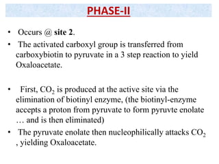 • Occurs @ site 2.
• The activated carboxyl group is transferred from
carboxybiotin to pyruvate in a 3 step reaction to yield
Oxaloacetate.
• First, CO2 is produced at the active site via the
elimination of biotinyl enzyme, (the biotinyl-enzyme
accepts a proton from pyruvate to form pyruvte enolate
… and is then eliminated)
• The pyruvate enolate then nucleophilically attacks CO2
, yielding Oxaloacetate.
PHASE-II
 