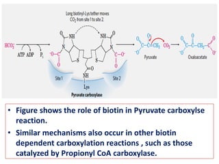• Figure shows the role of biotin in Pyruvate carboxylse
reaction.
• Similar mechanisms also occur in other biotin
dependent carboxylation reactions , such as those
catalyzed by Propionyl CoA carboxylase.
 