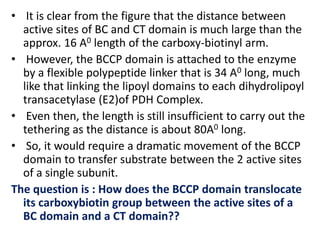 • It is clear from the figure that the distance between
active sites of BC and CT domain is much large than the
approx. 16 A0 length of the carboxy-biotinyl arm.
• However, the BCCP domain is attached to the enzyme
by a flexible polypeptide linker that is 34 A0 long, much
like that linking the lipoyl domains to each dihydrolipoyl
transacetylase (E2)of PDH Complex.
• Even then, the length is still insufficient to carry out the
tethering as the distance is about 80A0 long.
• So, it would require a dramatic movement of the BCCP
domain to transfer substrate between the 2 active sites
of a single subunit.
The question is : How does the BCCP domain translocate
its carboxybiotin group between the active sites of a
BC domain and a CT domain??
 
