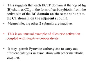 • This suggests that each BCCP domain at the top of fig
(B) shuttles CO2 in the form of carboxybiotin from the
active site of the BC domain on the same subunit to
the CT domain on the adjacent subunit.
• Meanwhile, the other 2 subunits are inactive.
• This is an unusual example of allosteric activation
coupled with negative cooperativity.
• It may permit Pyruvate carboxylase to carry out
efficient catalysis in association with other metabolic
enzymes.
 
