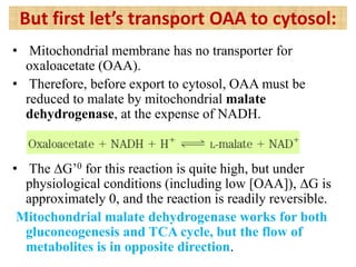 But first let’s transport OAA to cytosol:
• Mitochondrial membrane has no transporter for
oxaloacetate (OAA).
• Therefore, before export to cytosol, OAA must be
reduced to malate by mitochondrial malate
dehydrogenase, at the expense of NADH.
• The ∆G’0 for this reaction is quite high, but under
physiological conditions (including low [OAA]), ∆G is
approximately 0, and the reaction is readily reversible.
Mitochondrial malate dehydrogenase works for both
gluconeogenesis and TCA cycle, but the flow of
metabolites is in opposite direction.
 