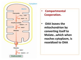 • Compartmental
Cooperation.
• OAA leaves the
mitochondrion by
converting itself to
Malate…which when
reaches cytoplasm, is
reoxidized to OAA
 