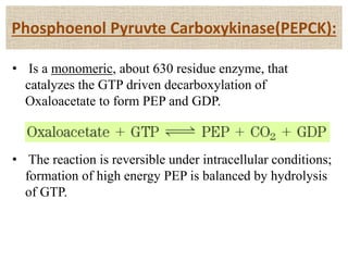 Phosphoenol Pyruvte Carboxykinase(PEPCK):
• Is a monomeric, about 630 residue enzyme, that
catalyzes the GTP driven decarboxylation of
Oxaloacetate to form PEP and GDP.
• The reaction is reversible under intracellular conditions;
formation of high energy PEP is balanced by hydrolysis
of GTP.
 