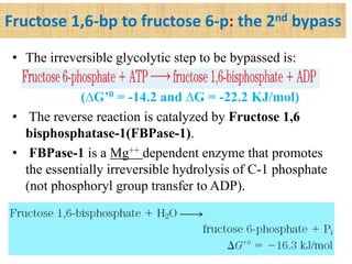 Fructose 1,6-bp to fructose 6-p: the 2nd bypass
• The irreversible glycolytic step to be bypassed is:
(∆G’0 = -14.2 and ∆G = -22.2 KJ/mol)
• The reverse reaction is catalyzed by Fructose 1,6
bisphosphatase-1(FBPase-1).
• FBPase-1 is a Mg++ dependent enzyme that promotes
the essentially irreversible hydrolysis of C-1 phosphate
(not phosphoryl group transfer to ADP).
 