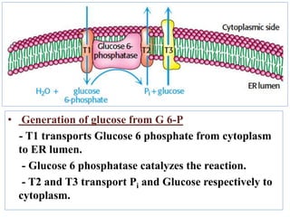 • Generation of glucose from G 6-P
- T1 transports Glucose 6 phosphate from cytoplasm
to ER lumen.
- Glucose 6 phosphatase catalyzes the reaction.
- T2 and T3 transport Pi and Glucose respectively to
cytoplasm.
 
