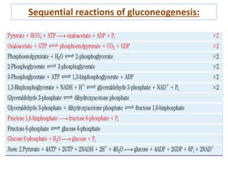 Sequential reactions of gluconeogenesis:
 