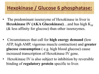 Hexokinase / Glucose 6 phosphatase:
• The predominant isoenzyme of Hexokinase in liver is
Hexokinase IV (AKA Glucokinase)…and has high KM
(& less affinity for glucose) than other isoenzymes.
• Circumstances that call for high energy demand (low
ATP, high AMP, vigorous muscle contraction) and greater
glucose consumption ( e.g. high blood glucose) cause
increased transcription of Hexokinase IV gene.
• Hexokinase IV is also subject to inhibition by reversible
binding of regulatory protein specific to liver.
 