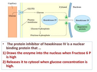 • The protein inhibitor of hexokinase IV is a nuclear
binding protein that …
1) Draws the enzyme into the nucleus when Fructose 6 P
is high
2) Releases it to cytosol when glucose concentration is
high.
 