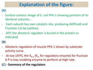 (A)
- Surface contour image of E. coli PFK-1 showing portions of its
identical subunits…
- Each subunit has own catalytic site, producing ADP(red) and
Fructose 1,6-bp (yellow).
- ATP, the allosteric regulator is buried in the protein as
indicated.
(B)
- Allosteric regulation of muscle PFK-1 shown by substrate
activity curve.
- At low [ATP], the K0.5 (Km for regulatory enzyme) for fructose
6-P is low, enabling enzyme to perform at high rate.
(C) - Summary of the regulators
Explanation of the figure:
 