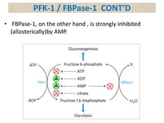 • FBPase-1, on the other hand , is strongly inhibited
(allosterically)by AMP.
PFK-1 / FBPase-1 CONT’D
 