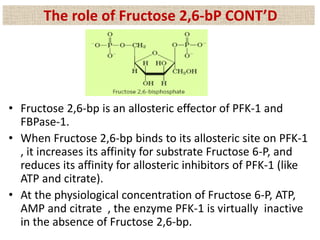 • Fructose 2,6-bp is an allosteric effector of PFK-1 and
FBPase-1.
• When Fructose 2,6-bp binds to its allosteric site on PFK-1
, it increases its affinity for substrate Fructose 6-P, and
reduces its affinity for allosteric inhibitors of PFK-1 (like
ATP and citrate).
• At the physiological concentration of Fructose 6-P, ATP,
AMP and citrate , the enzyme PFK-1 is virtually inactive
in the absence of Fructose 2,6-bp.
The role of Fructose 2,6-bP CONT’D
 