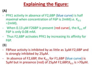Explaining the figure:
(A)
- PFK1 activity in absence of F2,6BP (blue curve) is half
maximal when concentration of F6P is 2mM(i.e. K0.5
=2mM).
- When 0.13 µM F26BP is present (red curve), the K0.5 of
F6P is only 0.08 mM.
- Thus F2,6BP activates PFK1 by increasing its affinity for
F6P.
(B)
- FBPase activity is inhibited by as little as 1µM F2,6BP and
is strongly inhibited by 25µM.
- In absence of F2,6BP, the K0.5 for F1,6BP (blue curve) is
5µM but in presence (red) of 25µM F2,6BP,K0.5 is >70µM.
 