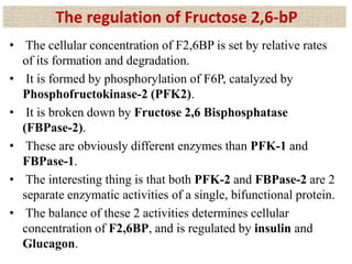 • The cellular concentration of F2,6BP is set by relative rates
of its formation and degradation.
• It is formed by phosphorylation of F6P, catalyzed by
Phosphofructokinase-2 (PFK2).
• It is broken down by Fructose 2,6 Bisphosphatase
(FBPase-2).
• These are obviously different enzymes than PFK-1 and
FBPase-1.
• The interesting thing is that both PFK-2 and FBPase-2 are 2
separate enzymatic activities of a single, bifunctional protein.
• The balance of these 2 activities determines cellular
concentration of F2,6BP, and is regulated by insulin and
Glucagon.
The regulation of Fructose 2,6-bP
 